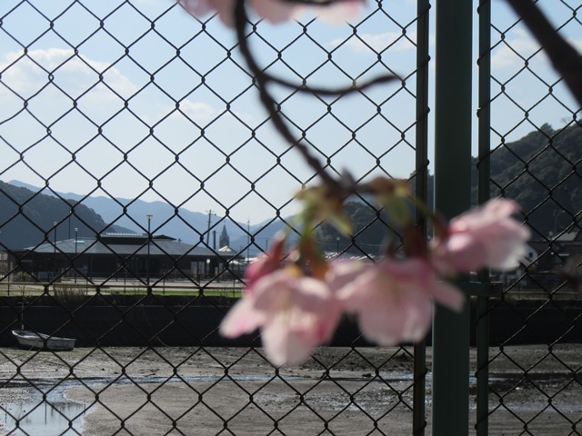 河津桜