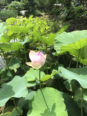 蓮の花