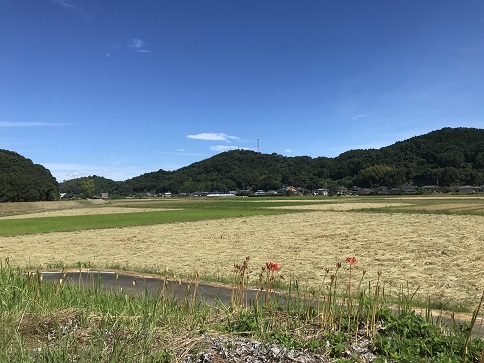 秋晴れと彼岸花