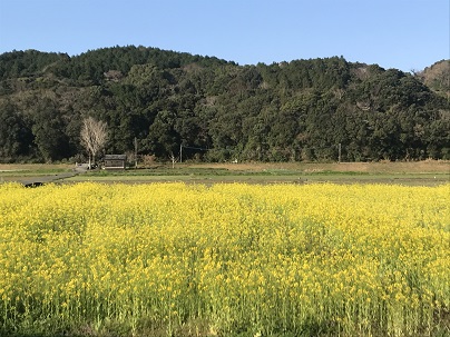 菜の花と十五社