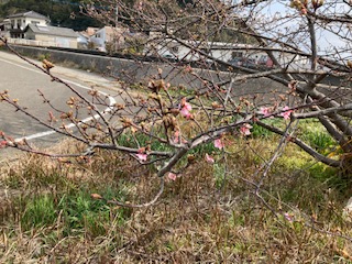 Ｒ３河津桜