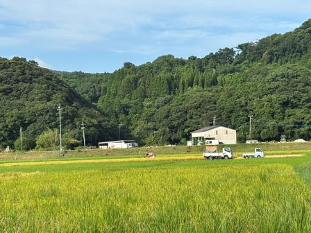 令和8年稲刈り２