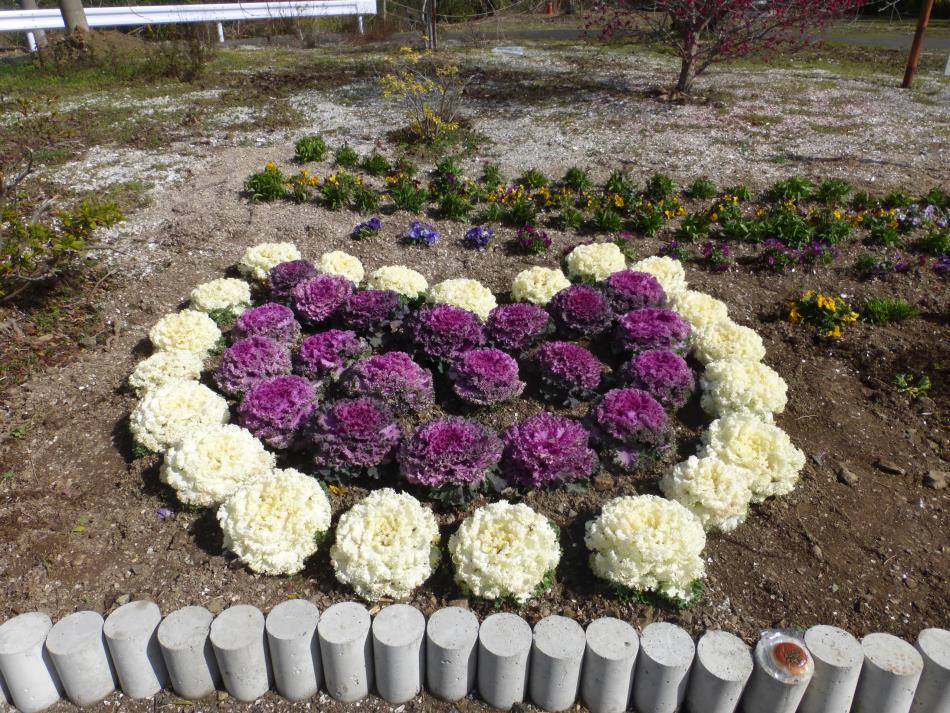 二浦の花
