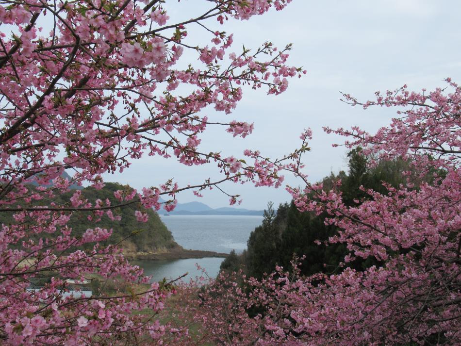 Ｒ３河津桜