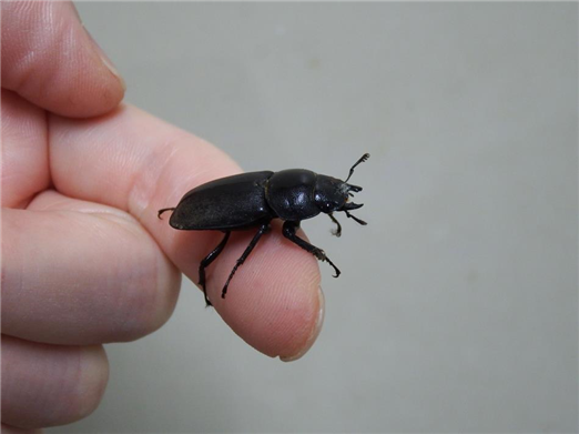 クワガタ1