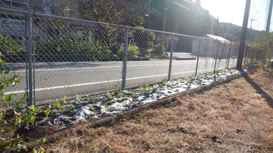 2025秋植え花苗届きました