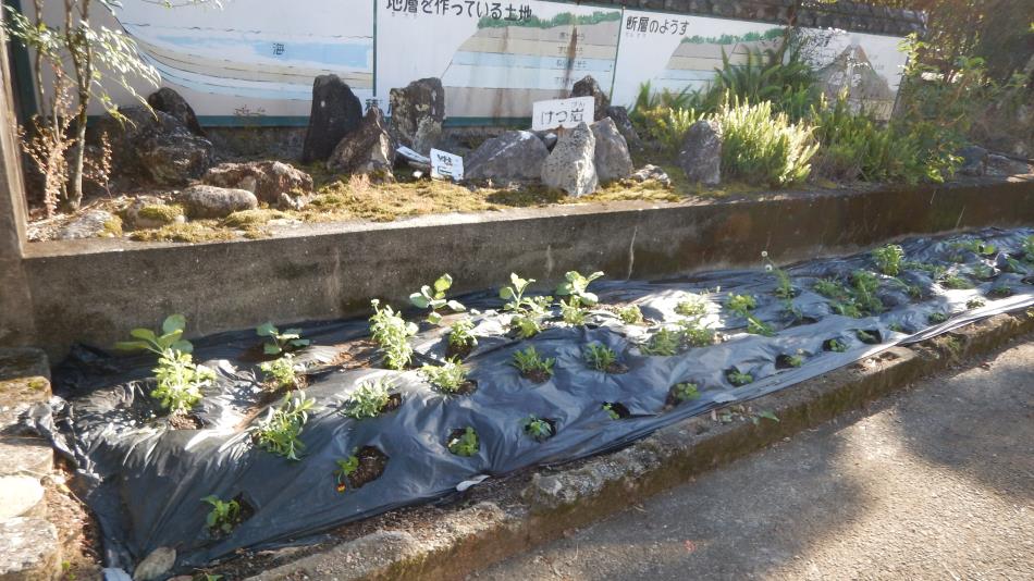 秋植え花壇 (12)