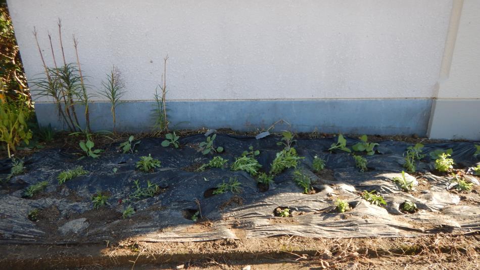 秋植え花壇 (10)