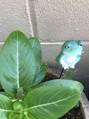 カエル