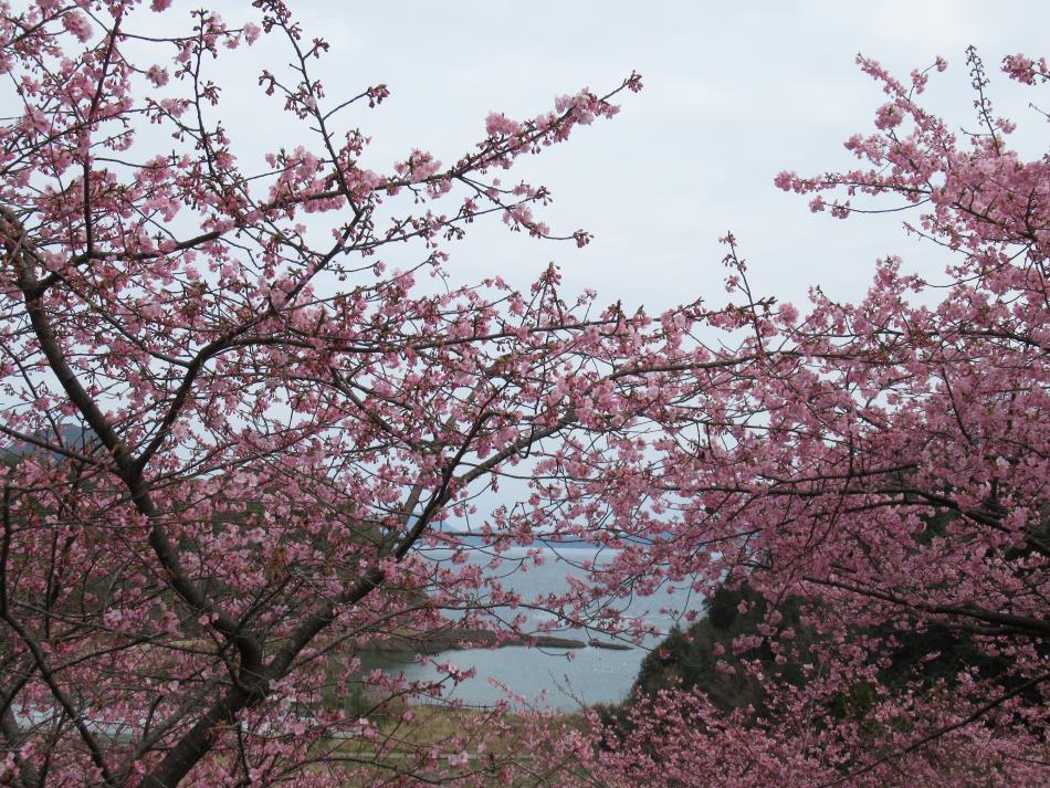 Ｒ３河津桜