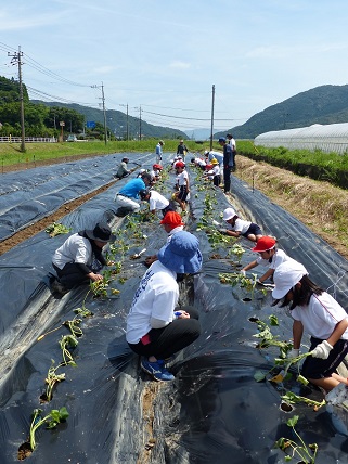 2植え付け作業中