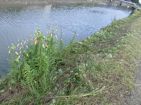 草と花