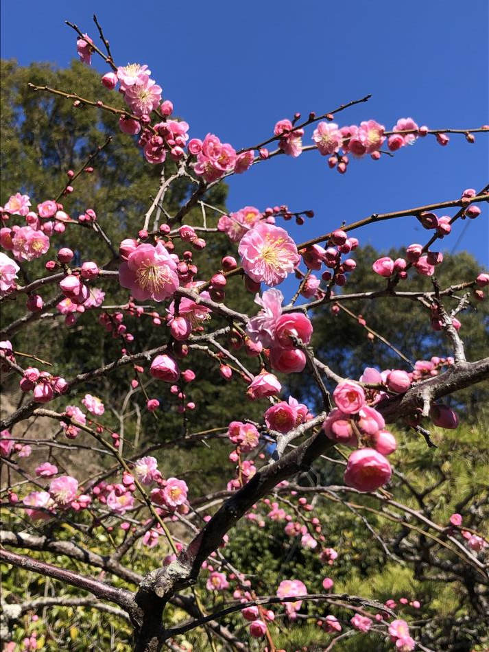 しだれ桜
