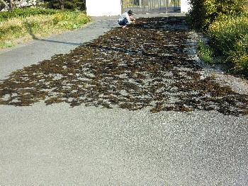 ヒジキ干し
