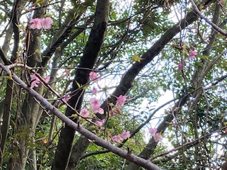 Ｒ４河津桜