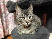 スマホでパチリ　にゃんこ11