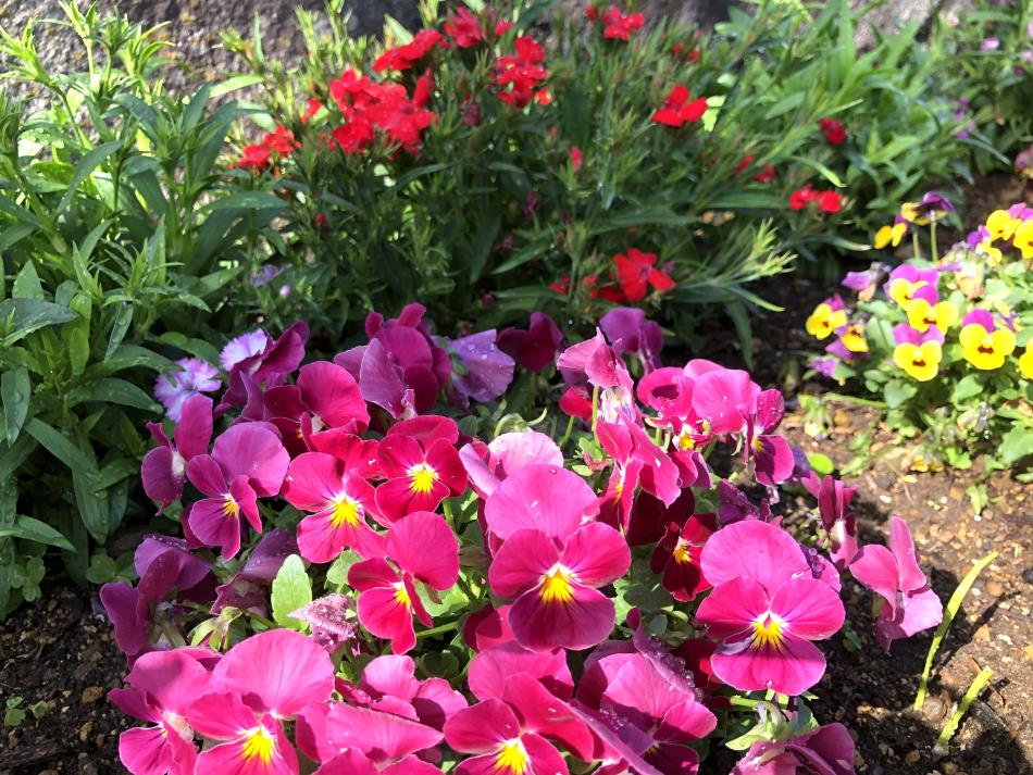 ビオラがきれいです🌺