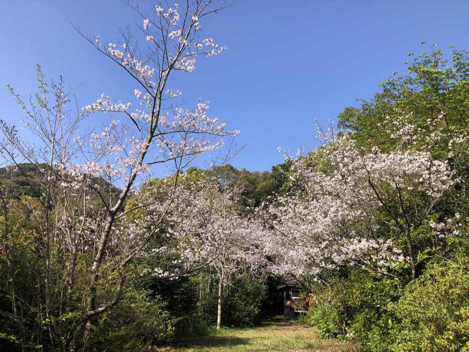 桜⑤