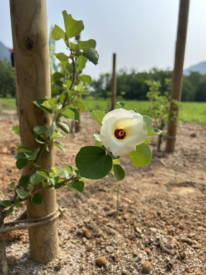 はまぼう観察週間を開催します！🌻