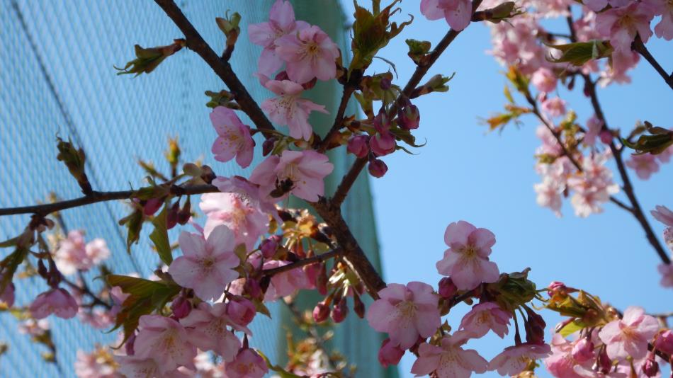 栖本　コミセン　春　桜