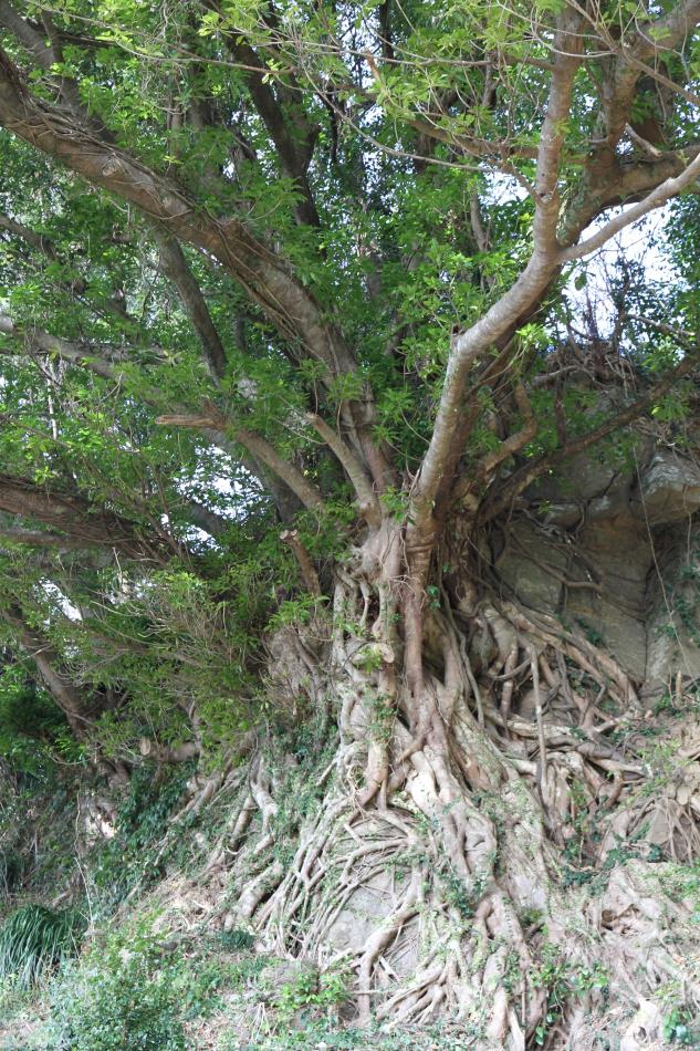 大江西平の風景４