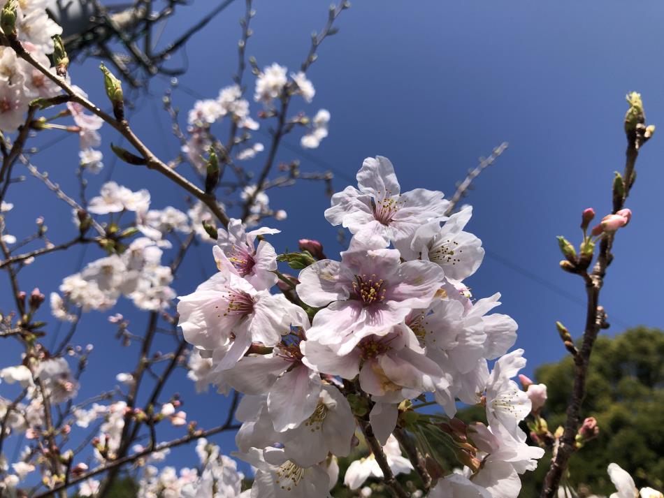 桜④