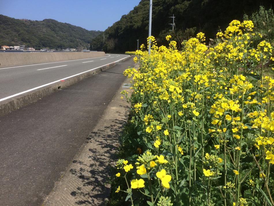 菜の花