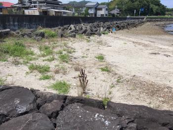 海岸清掃