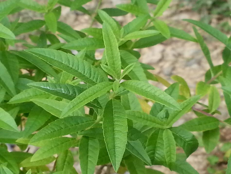 レモンバーベナ ベルベーヌ 商品紹介 レシピ集 Naturalherb 香草園 ナチュラルハーブ香草園