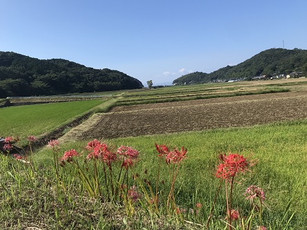 ちらほら彼岸花