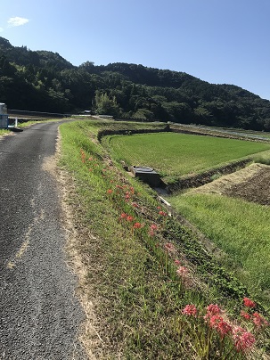 ちらほら彼岸花２