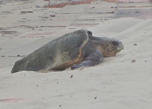 白鶴浜８月７日（アカウミガメ０９）