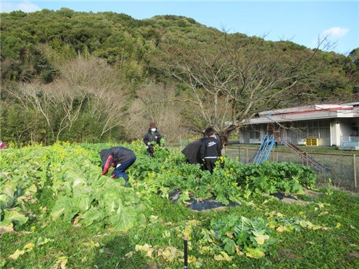 野菜1