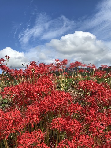 どんだからの彼岸花