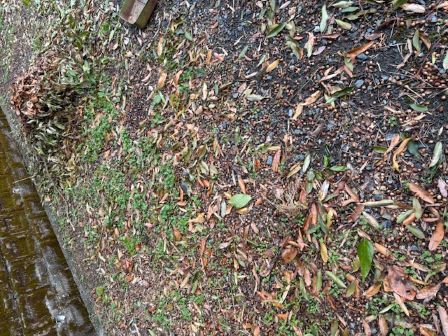 どんぐりいっぱい