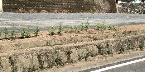 花壇と落ち葉