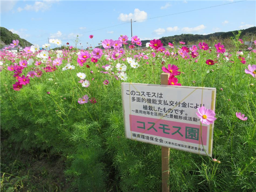 コスモス園2