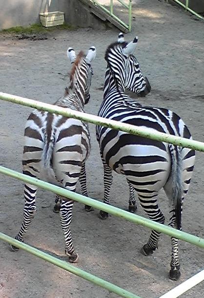 animal1