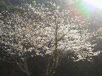 妙見が浦桜