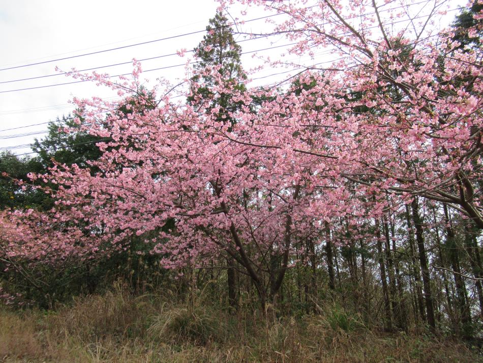 Ｒ３河津桜