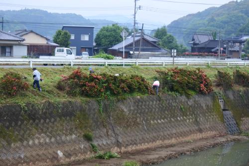 20190602河川清掃2