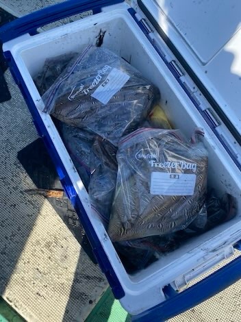 モンゴウイカ釣り