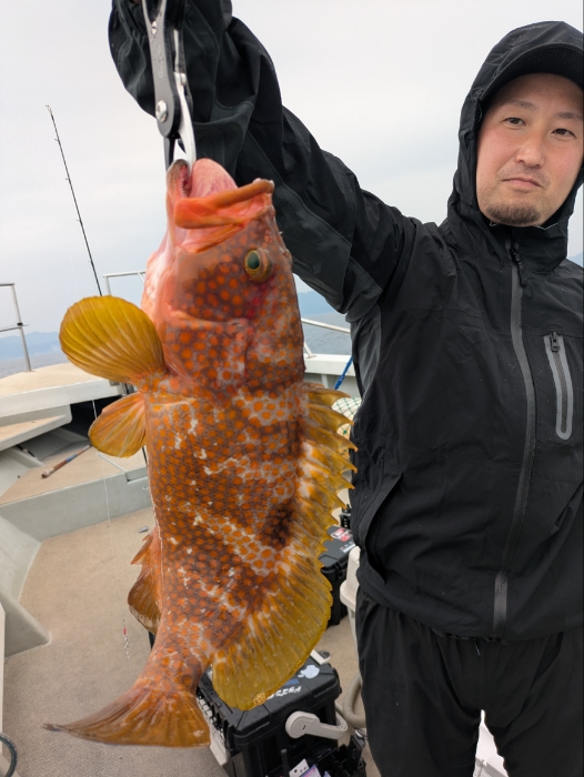 落とし込み、サバゴ、タレイワシの泳がせ釣り