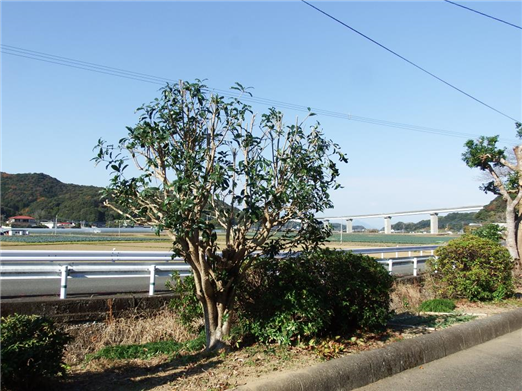 樹2