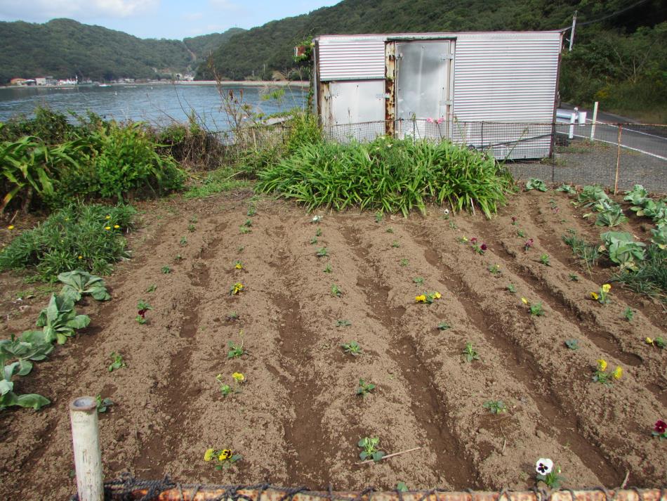 苗植え