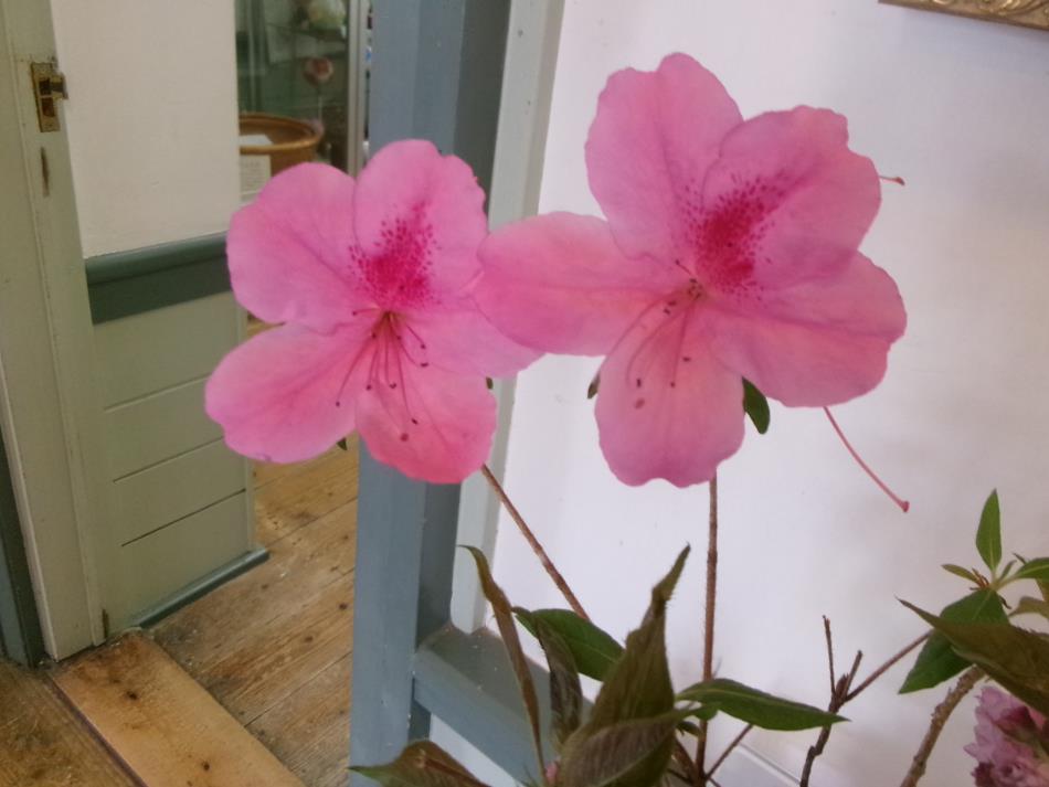 朝から降ってます☔