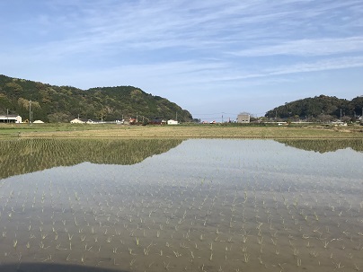 田植えあと