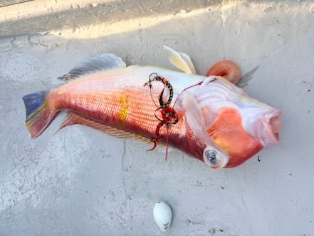 ディープタイラバ