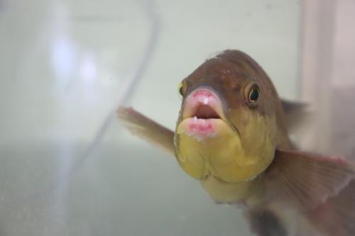 お久しぶりの投稿です(; ･`д･´)
