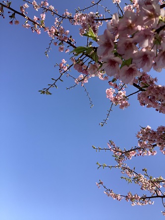 花音の桜　１